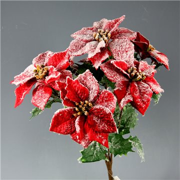 Bush Poinsettia Frosted X 5 Rosso