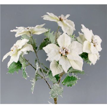 Bush Poinsettia Frosted X 5 Bianco